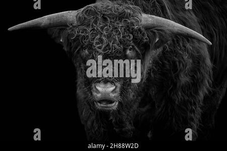 Close-up front view of an adult Highland cow with large horns and isolated on black background. Stock Photo