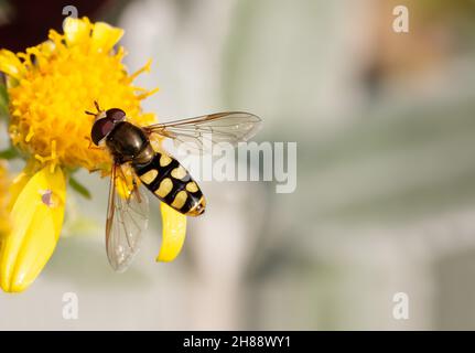 Hover fly / Marmalade hoverfly (Episyrphus balteatus) on yellow flower head with copy space Stock Photo