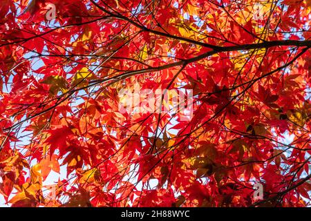 Colorful red / orange autumn leaves of the Maple tree backlit by the sun Stock Photo
