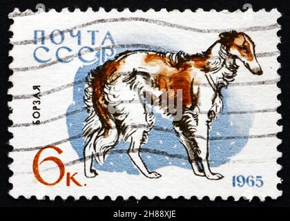 RUSSIA - CIRCA 1965: a stamp printed in the Russia shows Borzoi, Breed of Dog, circa 1965 Stock Photo