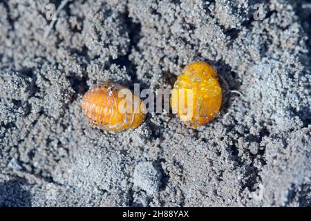 Pupae of Colorado potato beetle (Leptinotarsa decemlineata) - the most important pest of potato crops. Stock Photo