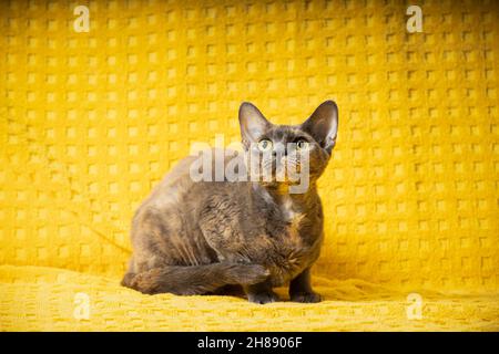 Young Adult Gray Grey Devon Rex Cat Sitting. Short-haired Cat Of English Breed On Yellow Plaid Background. Shorthair Pet Cat Looking Up Stock Photo