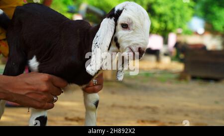Newborn Goat baby sitting in the farm house with a sunny spring day. White goat kid lying on straw. Animal Farm. Stock Photo