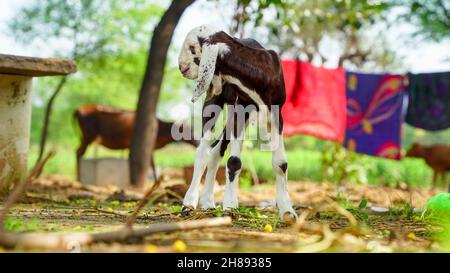 Newborn Goat baby sitting in the farm house with a sunny spring day. White goat kid lying on straw. Animal Farm. Stock Photo
