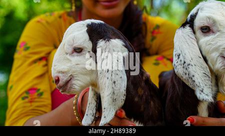 Newborn Goat baby sitting in the farm house with a sunny spring day. White goat kid lying on straw. Animal Farm. Stock Photo