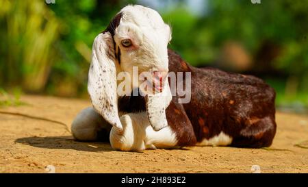 Newborn Goat baby sitting in the farm house with a sunny spring day. White goat kid lying on straw. Animal Farm. Stock Photo