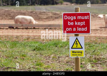 'Dogs must be kept on a lead' sign in front of outdoor reared Suffolk pigs. There is also a warning sign for an electric fence that is used to keep th Stock Photo