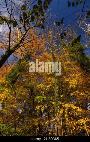 Trees in autumn colours, Loggerheads, North Wales Stock Photo