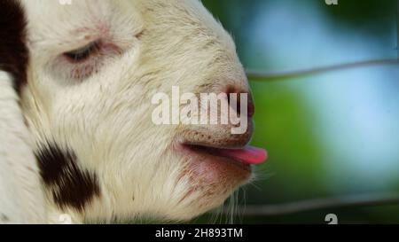 Newborn Goat baby sitting in the farm house with a sunny spring day. White goat kid lying on straw. Animal Farm. Stock Photo