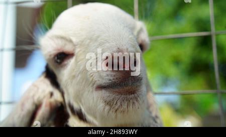 Newborn Goat baby sitting in the farm house with a sunny spring day. White goat kid lying on straw. Animal Farm. Stock Photo
