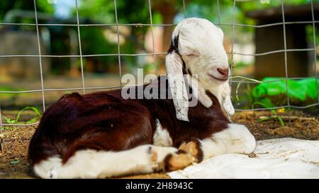 Newborn Goat baby sitting in the farm house with a sunny spring day. White goat kid lying on straw. Animal Farm. Stock Photo