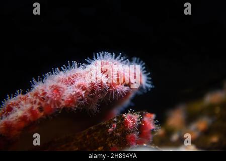 Corynactis californica or strawberry anemone Stock Photo