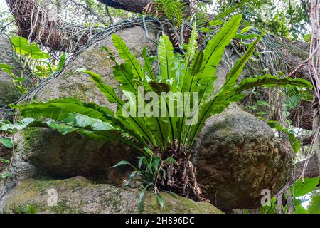 Bird's nest fern (Asplenium nidus) - Florida, USA Stock Photo