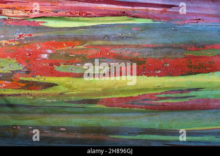 Rainbow eucalyptus a.k.a. Mindanao gum (Eucalyptus deglupta), closeup of tree trunk bark - Florida, USA Stock Photo