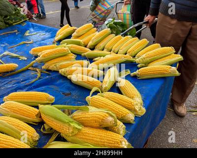 Fresh corns sale in the market Stock Photo