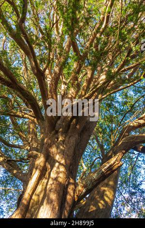 Looking up into a Yew Tree in the Ancient Yew Wood at Kingley Vale, West Sussex.