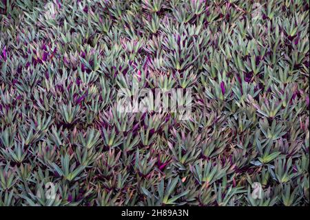 Oyster plant, Cradle plant, Clump of Moses plant sword-shaped leaves glossy green and purple Stock Photo