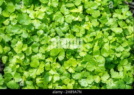 Top view of leafy Coriander vegetable in garden, leaves ingredient used for cooking Stock Photo