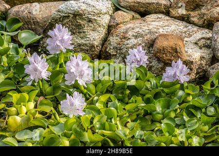 Water hyacinth in a backyard water garden Stock Photo