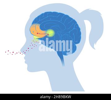 Brain cortex smell emotion Stock Photo - Alamy