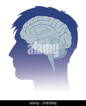 Human brain cut Stock Photo