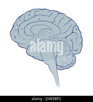 Sagittal cut brain Stock Photo