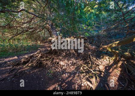 A fallen tree Yew at Kingley Vale Nature Reserve, West Sussex, England. Stock Photo