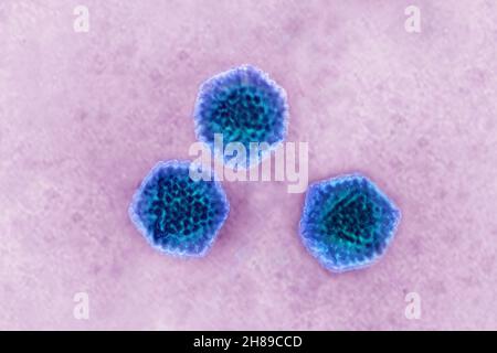 Adenovirus Stock Photo