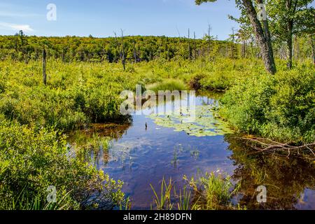 Hawley Bog in Western Massachusetts Stock Photo