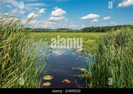 Great Meadows National Wildlife Refuge in Concord, Massachusetts Stock Photo