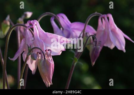 A Close-Up of a Small Group of Purple & Pink Common Columbine (Aquilegia Vulgaris) Flower Heads Against a Dark Background Stock Photo