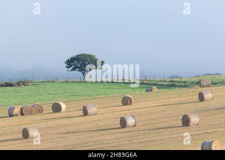 A LoneTree Standing on a Ridge in Sunshine, with Mist in the Background and Straw Bales on the Hillside in the Foreground Stock Photo