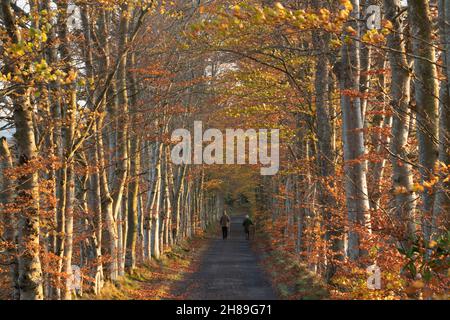 An Elderly Couple Walking Along a Country Lane Lined with Beech Trees (Fagus Sylvatica) in Late Afternoon Sunshine in Autumn Stock Photo