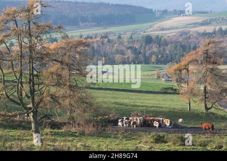 A Herd of Cattle Gathered Around a Ring Feeder Amid Larch Trees (Larix Decidua) in a Field on an Autumnal Morning in Aberdeenshire Stock Photo