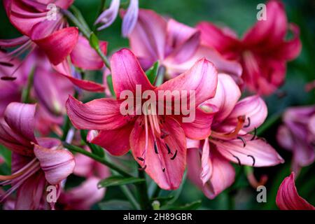 Photo of multi-colored dark pink garden lilies in the garden Stock Photo