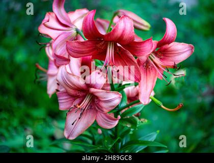 Photo of multi-colored dark pink garden lilies in the garden Stock Photo