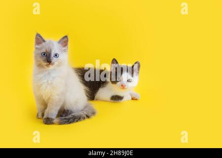 Group of two 2 kittens Sit together isolated on yellow background With copy space. Small White kitten and Gray cat isolated on color background. Cat Stock Photo