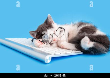 Cute little kitten in glasses fell asleep on keyboard on working desk place. Pet cat sleep on pc keyboard laptop isolated on blue color background Stock Photo