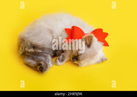 Cute kitten animal with red bow sleeping isolated on yellow color background. Cat pet with red bow as gift surprise for Christmas present or Valentine Stock Photo