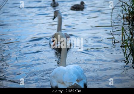 Two swans flying through water, among other birds Stock Photo