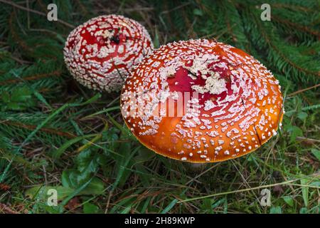 The round, brightly coloured, warty caps of two Amanita muscaria (American fly agaric) mushrooms stand out conspicuously in their woodland habitat.
