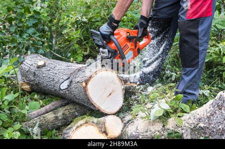 Forest worker at sawing wood log by chainsaw in green thicket. Woodcutter in work trousers at cutting part of legged tree trunk. Sharp power chain saw. Stock Photo