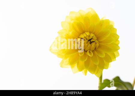 Giant Big Bold Buttery Yellow Dahlia Phool Or Dalia Fading Towards Tips Is Genus Of Sunflower, Asteraceae Family. Bright Blooming Flower In Daylight I Stock Photo