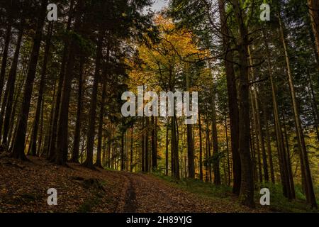 Path through Gwysaney Woods with golden foiliage of the deciduous trees among the pines in Autumn Stock Photo