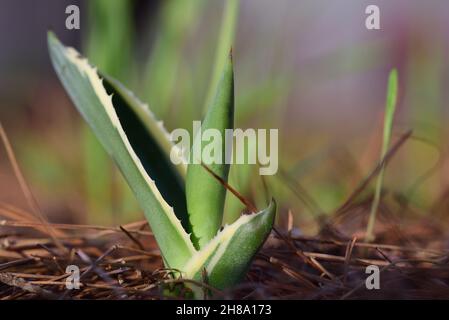 Close up of a small and young agave that is growing and coming to life as a small plant in the garden Stock Photo