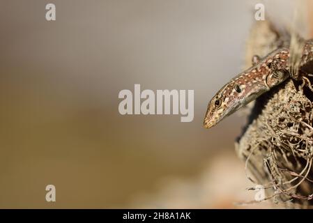 a reptile, a curious lizard, looks into the picture from the right, sitting on a palm tree. There is a lot of space for text Stock Photo