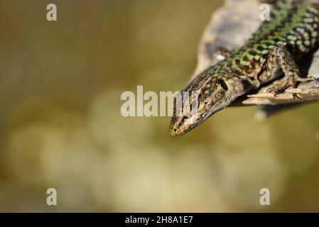 A green lizard looks into the picture from the top right corner. She is sitting on the dry branch of a prickly palm tree. In the background there is s Stock Photo