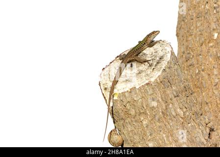 A lizard sits on the trunk of a palm. A snail shell also hangs from the palm. The tree trunk is isolated against a white background Stock Photo