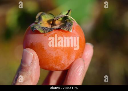 Close up of a hand holding a fruit, persimmon, outdoors, against a green background