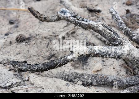 Charred twigs over a pile of cold ashes after a fire burns Stock Photo